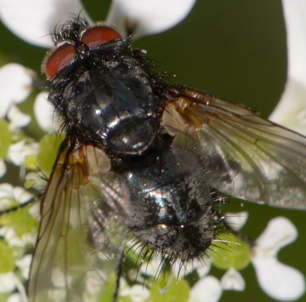 Tachinidae?  S